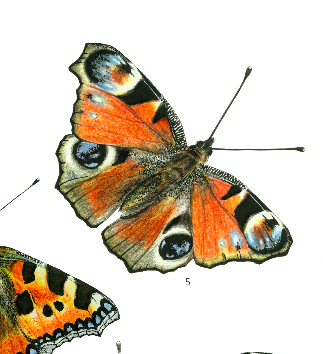 Les Papillons des Orties — Affiche naturaliste illustrée