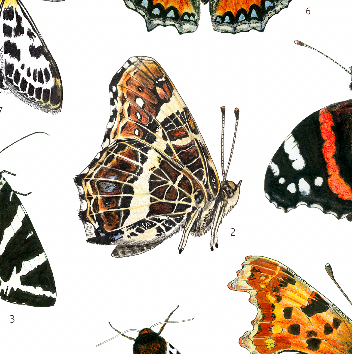Les Papillons des Orties - Affiche naturaliste illustrée (format A2) - Précommandes ouvertes