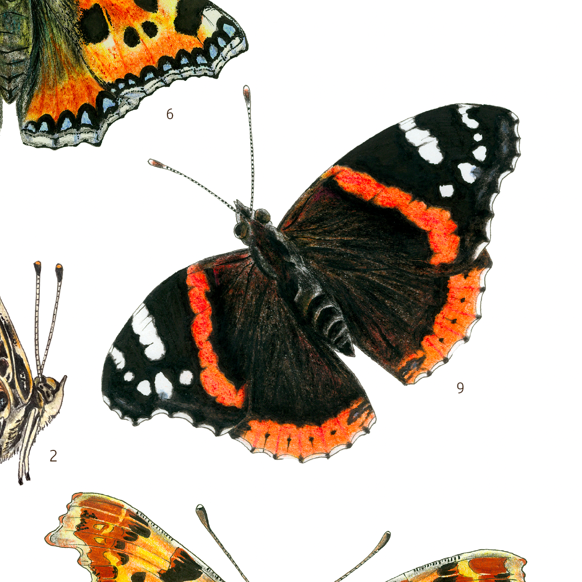Les Papillons des Orties — Affiche naturaliste illustrée