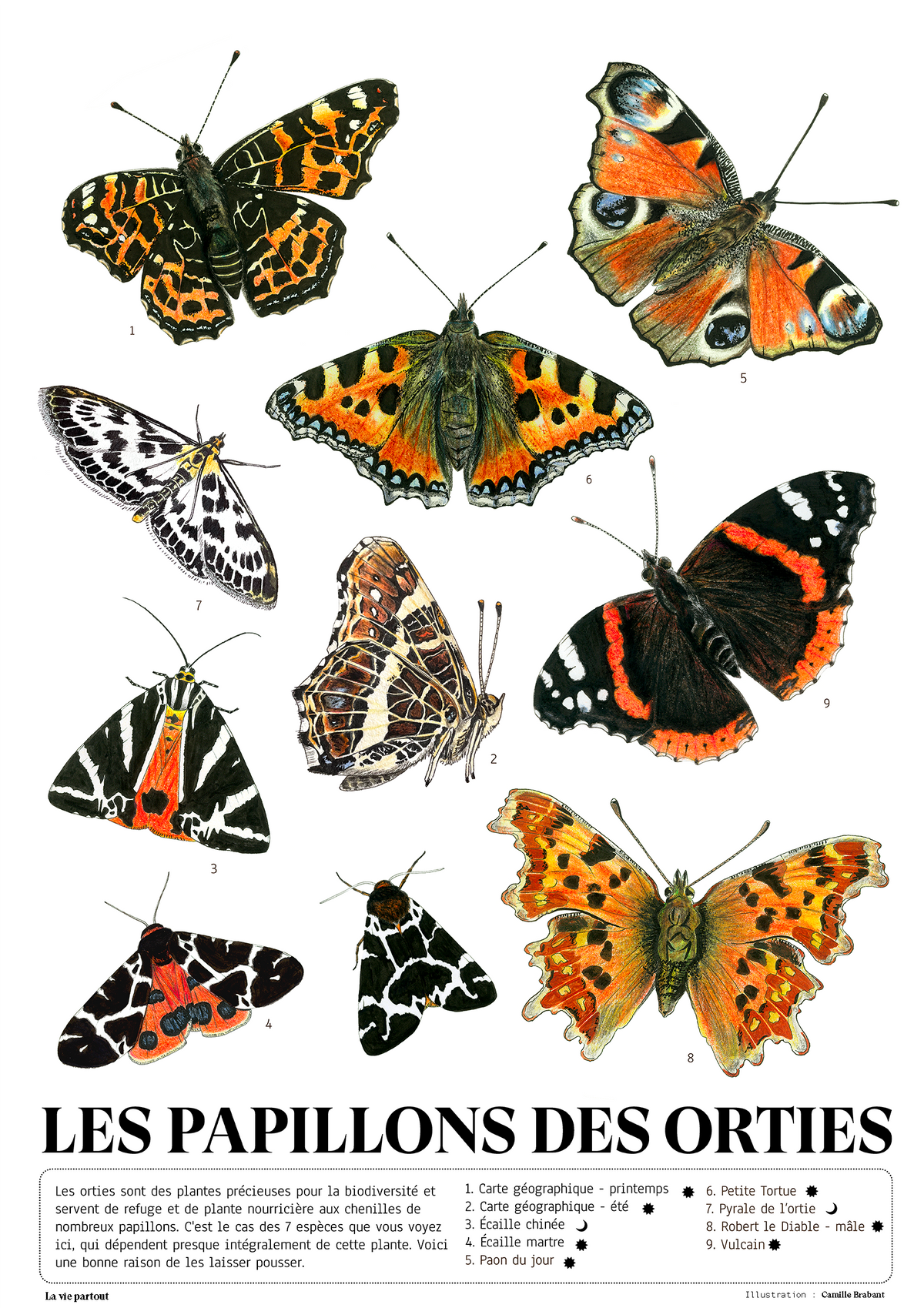 Les Papillons des Orties - Affiche naturaliste illustrée (format A2) - Précommandes ouvertes